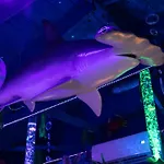 Underwater Voyage By Oc Adventure Homes